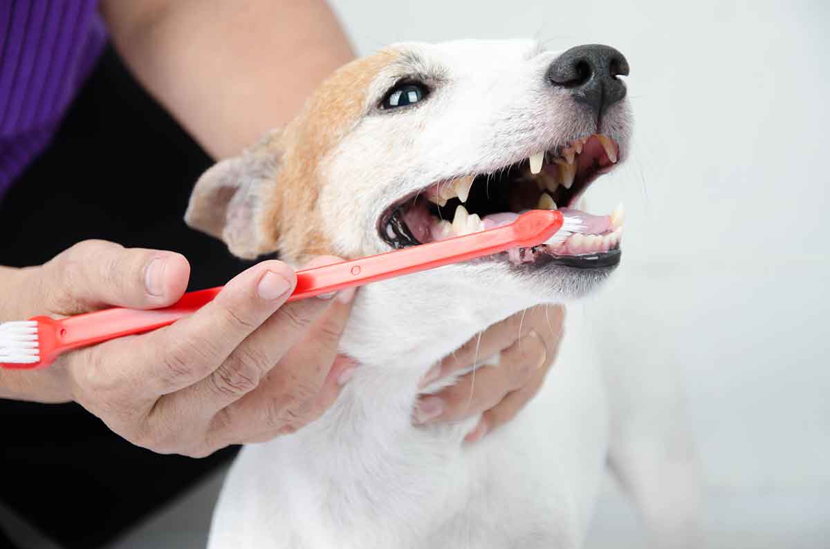A dog having it's teeth brushed