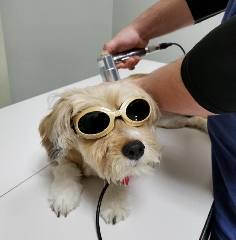 Cat receiving laser therapy